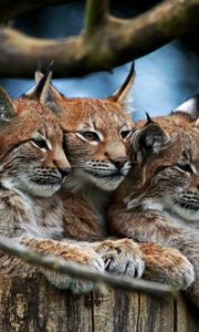 Preview wallpaper lynx, three, lie, hide