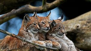 Preview wallpaper lynx, three, lie, hide