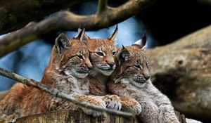 Preview wallpaper lynx, three, lie, hide