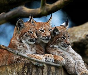 Preview wallpaper lynx, three, lie, hide