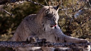 Preview wallpaper lynx, twigs, wood, playful