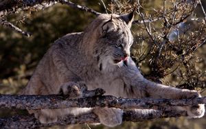 Preview wallpaper lynx, twigs, wood, playful