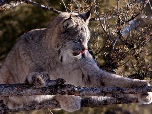 Preview wallpaper lynx, twigs, wood, playful