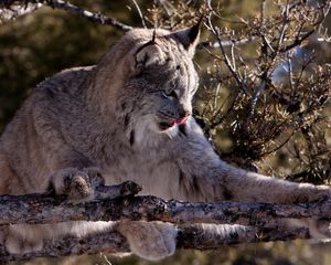 Preview wallpaper lynx, twigs, wood, playful