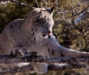 Preview wallpaper lynx, twigs, wood, playful