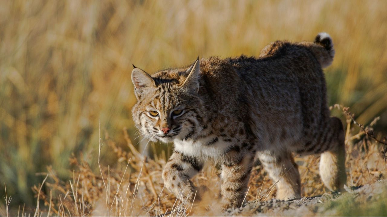 Wallpaper lynx, wild cat, grass, predator
