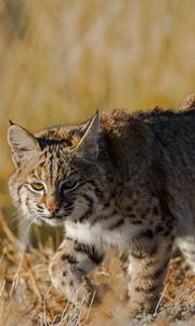 Preview wallpaper lynx, wild cat, grass, predator