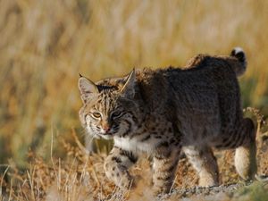 Preview wallpaper lynx, wild cat, grass, predator