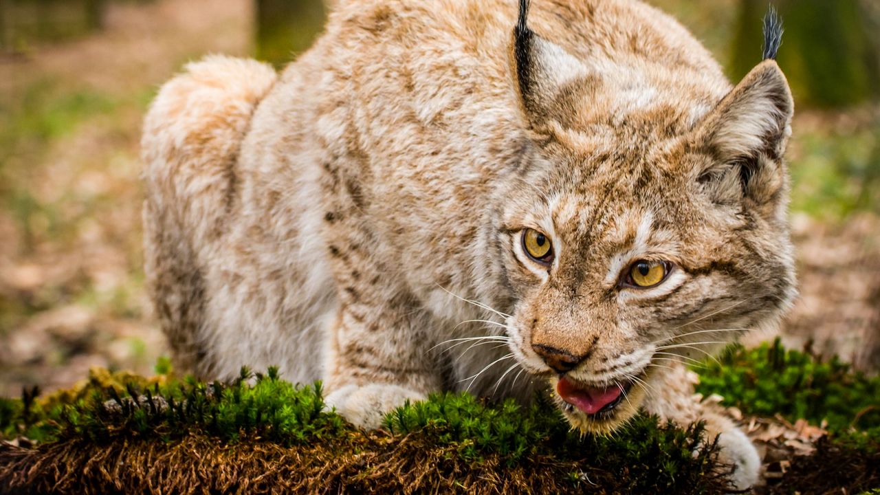 Wallpaper lynx, wild cat, muzzle, predator