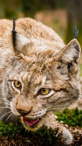Preview wallpaper lynx, wild cat, muzzle, predator
