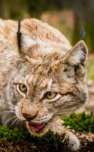 Preview wallpaper lynx, wild cat, muzzle, predator