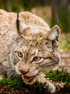 Preview wallpaper lynx, wild cat, muzzle, predator