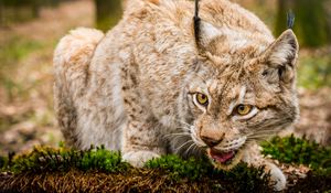 Preview wallpaper lynx, wild cat, muzzle, predator