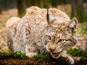 Preview wallpaper lynx, wild cat, muzzle, predator