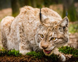 Preview wallpaper lynx, wild cat, muzzle, predator