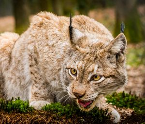 Preview wallpaper lynx, wild cat, muzzle, predator