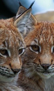 Preview wallpaper lynx, wild cat, predator