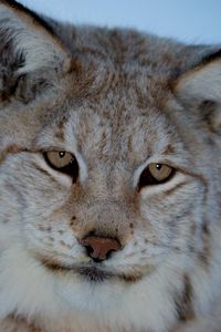 Preview wallpaper lynx, wild cat, predator
