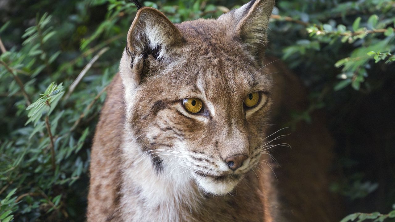 Wallpaper lynx, wildlife, predator, big cat