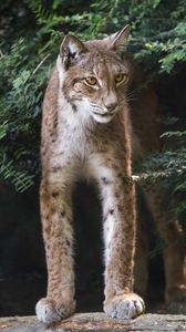 Preview wallpaper lynx, wildlife, predator, big cat