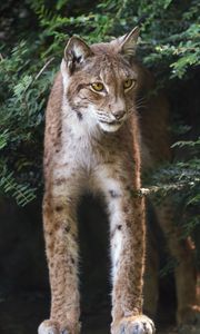 Preview wallpaper lynx, wildlife, predator, big cat