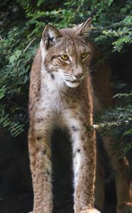 Preview wallpaper lynx, wildlife, predator, big cat