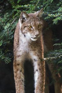 Preview wallpaper lynx, wildlife, predator, big cat