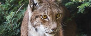 Preview wallpaper lynx, wildlife, predator, big cat