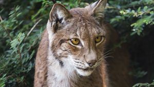 Preview wallpaper lynx, wildlife, predator, big cat