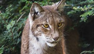 Preview wallpaper lynx, wildlife, predator, big cat