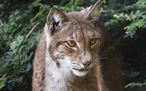 Preview wallpaper lynx, wildlife, predator, big cat