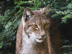 Preview wallpaper lynx, wildlife, predator, big cat