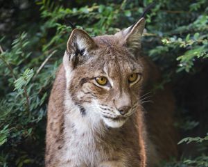 Preview wallpaper lynx, wildlife, predator, big cat