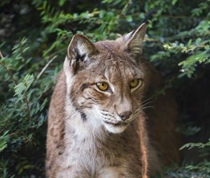 Preview wallpaper lynx, wildlife, predator, big cat