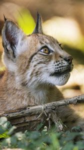 Preview wallpaper lynx, wildlife, predator, branch