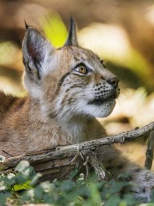 Preview wallpaper lynx, wildlife, predator, branch