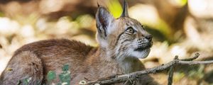 Preview wallpaper lynx, wildlife, predator, branch