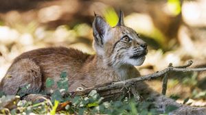 Preview wallpaper lynx, wildlife, predator, branch
