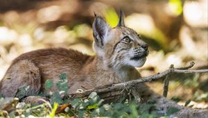 Preview wallpaper lynx, wildlife, predator, branch