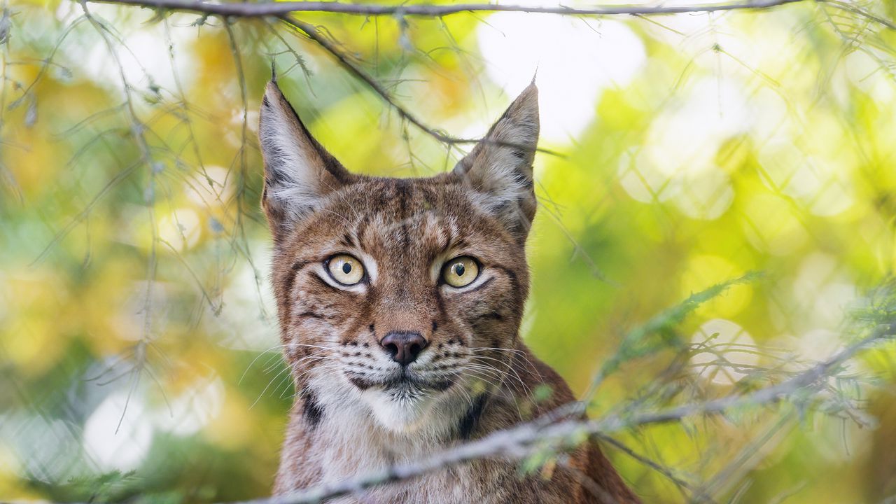 Wallpaper lynx, wildlife, predator, big cat, branch, blur