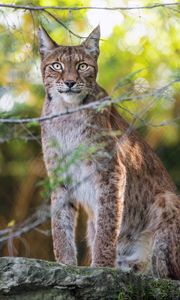 Preview wallpaper lynx, wildlife, predator, big cat, branch, blur