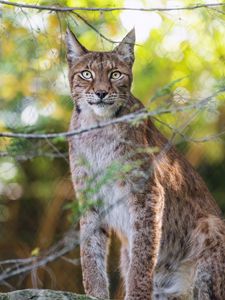 Preview wallpaper lynx, wildlife, predator, big cat, branch, blur