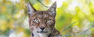 Preview wallpaper lynx, wildlife, predator, big cat, branch, blur