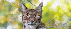 Preview wallpaper lynx, wildlife, predator, big cat, branch, blur