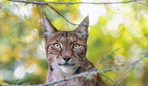 Preview wallpaper lynx, wildlife, predator, big cat, branch, blur