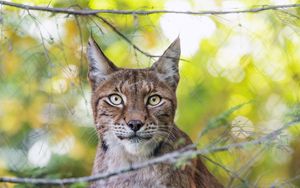 Preview wallpaper lynx, wildlife, predator, big cat, branch, blur