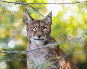 Preview wallpaper lynx, wildlife, predator, big cat, branch, blur