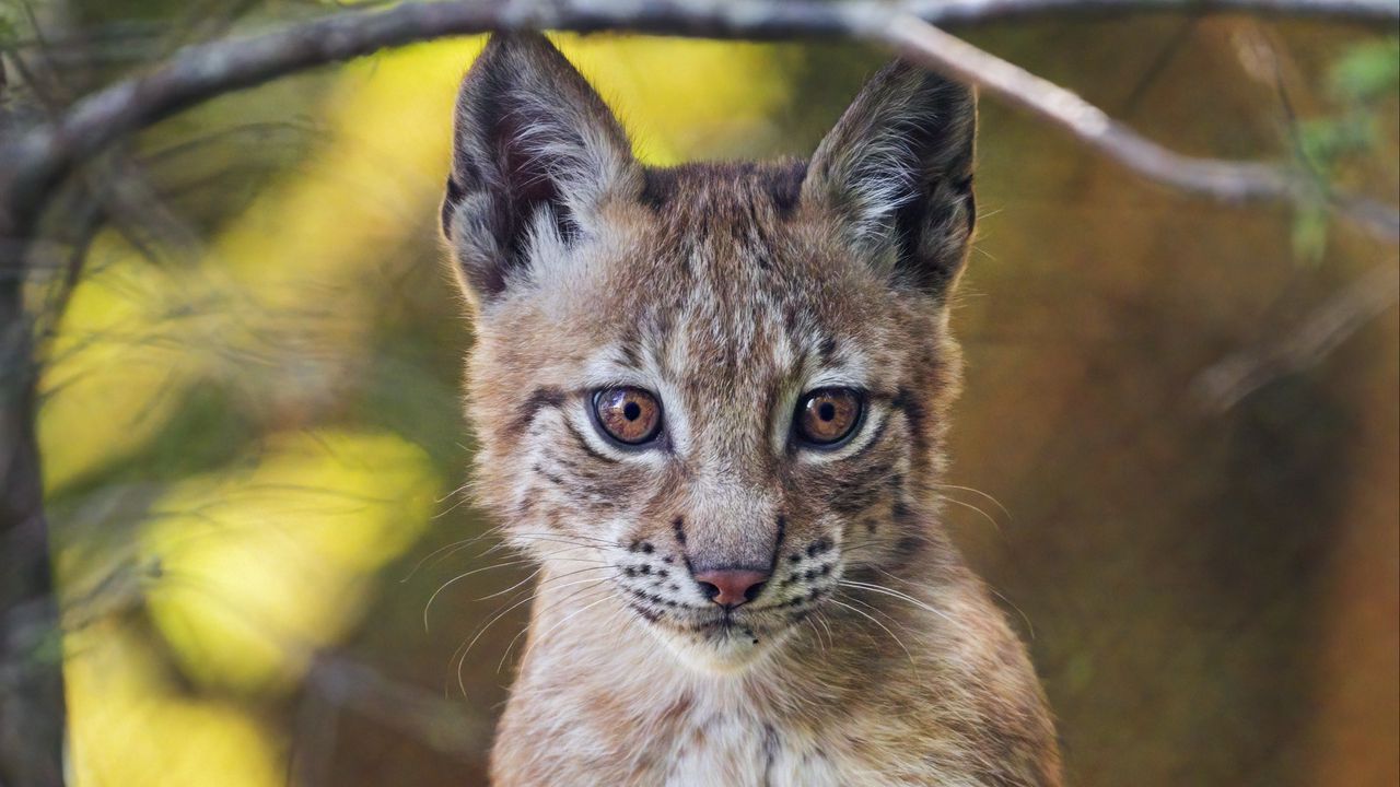 Wallpaper lynx, wildlife, predator, big cat, blur