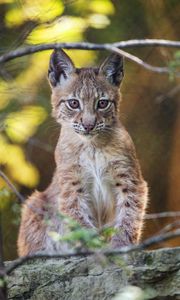 Preview wallpaper lynx, wildlife, predator, big cat, blur