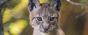 Preview wallpaper lynx, wildlife, predator, big cat, blur